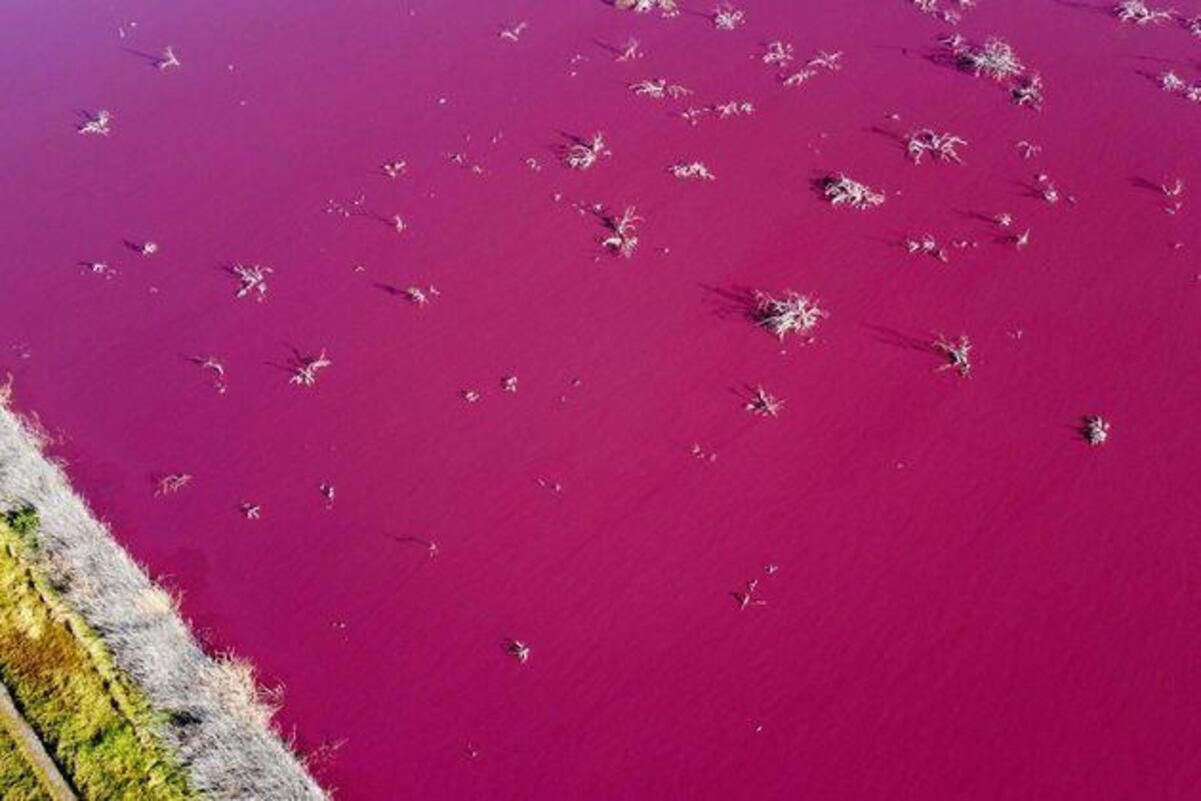 В Аргентині лагуна забарвилася в яскраво-рожевий колір