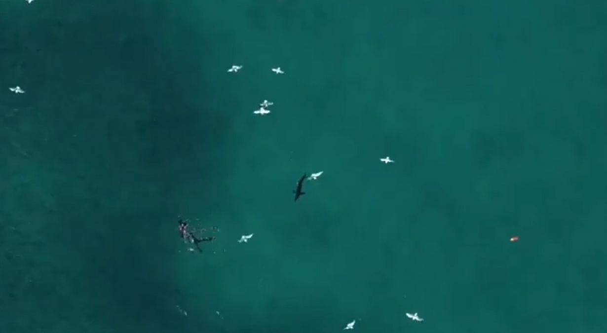 В Австралии оператор беспилотника помог спасти дайвера от акулы