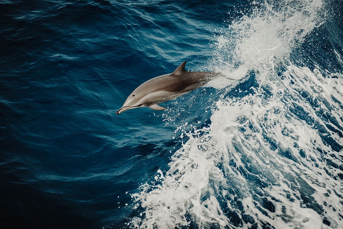 Біля Примпасаду замість медуз плавають дельфіни: миле відео