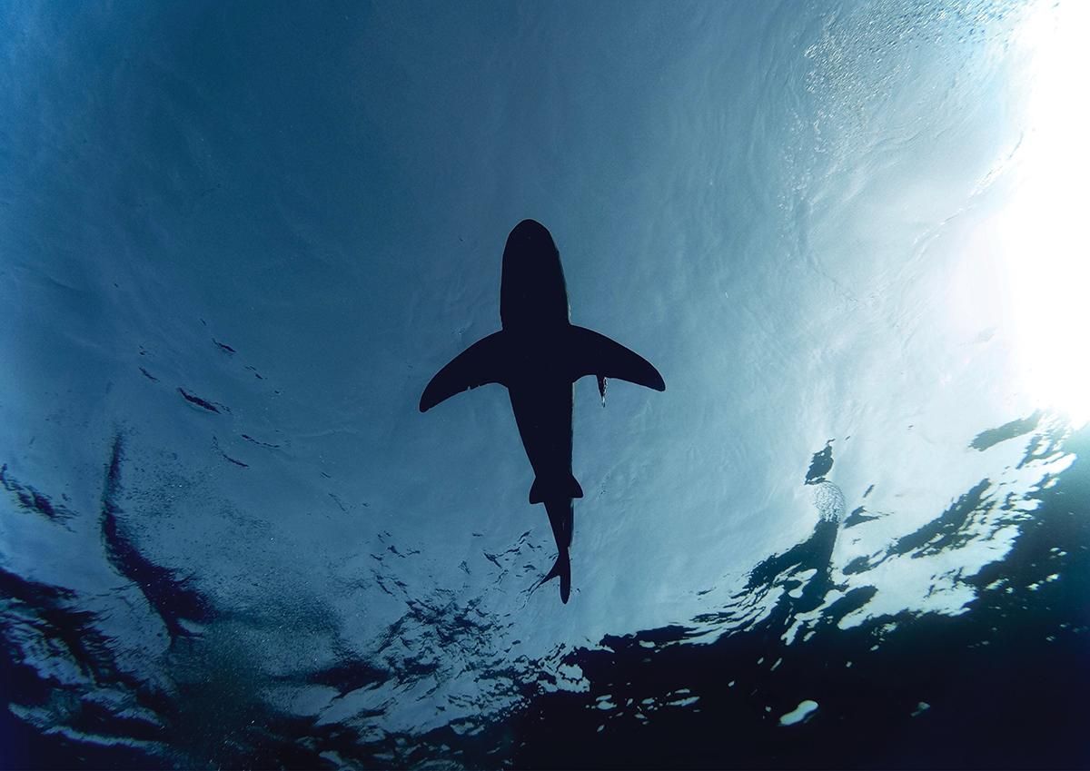 На пляжі в Іралндії акули купалися біля людей: моторошне відео