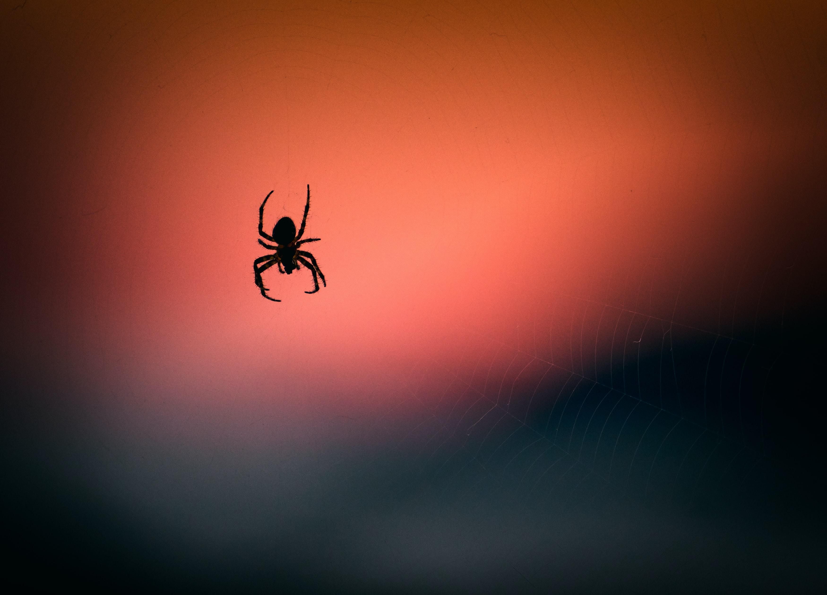 Підлітка вкусив отруйний павук на Ібіці: хлопця рятували 2 тижні
