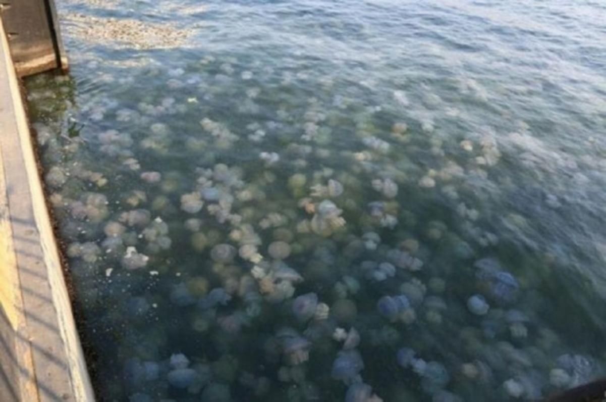 Море перетворилося на фарш з медуз: нове відео з курортної Кирилівки