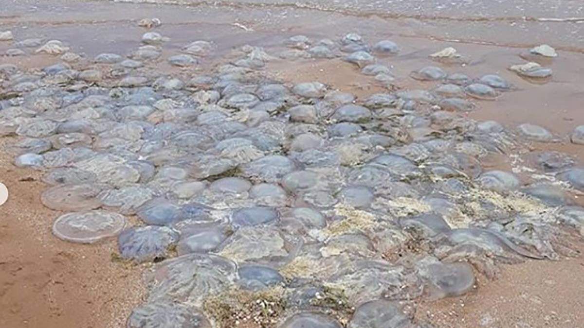 Чому не можна лишати на сонці мертвих медуз: відповідь біолога Чому не можна лишати на сонці мертвих медуз: відповідь біолога