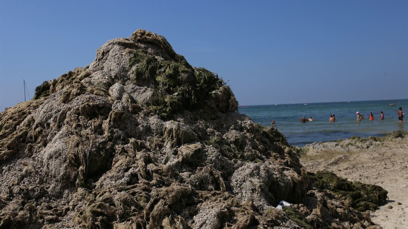 В Железном порту на побережье сформировались горы из водорослей В Железном порту на побережье сформировались горы из водорослей