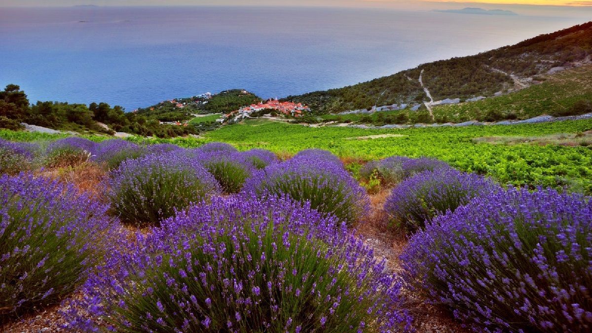 Остров лаванды: невероятная местность в Хорватии, которая подарит ароматные воспоминания - Travel Остров лаванды: невероятная местность в Хорватии, которая подарит ароматные воспоминания - Travel