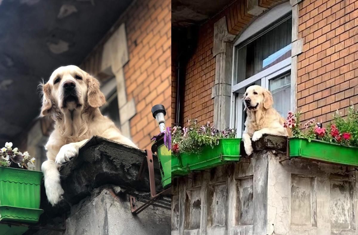 С Google исчезла популярная локация Польши "милый пес на балконе" - Travel