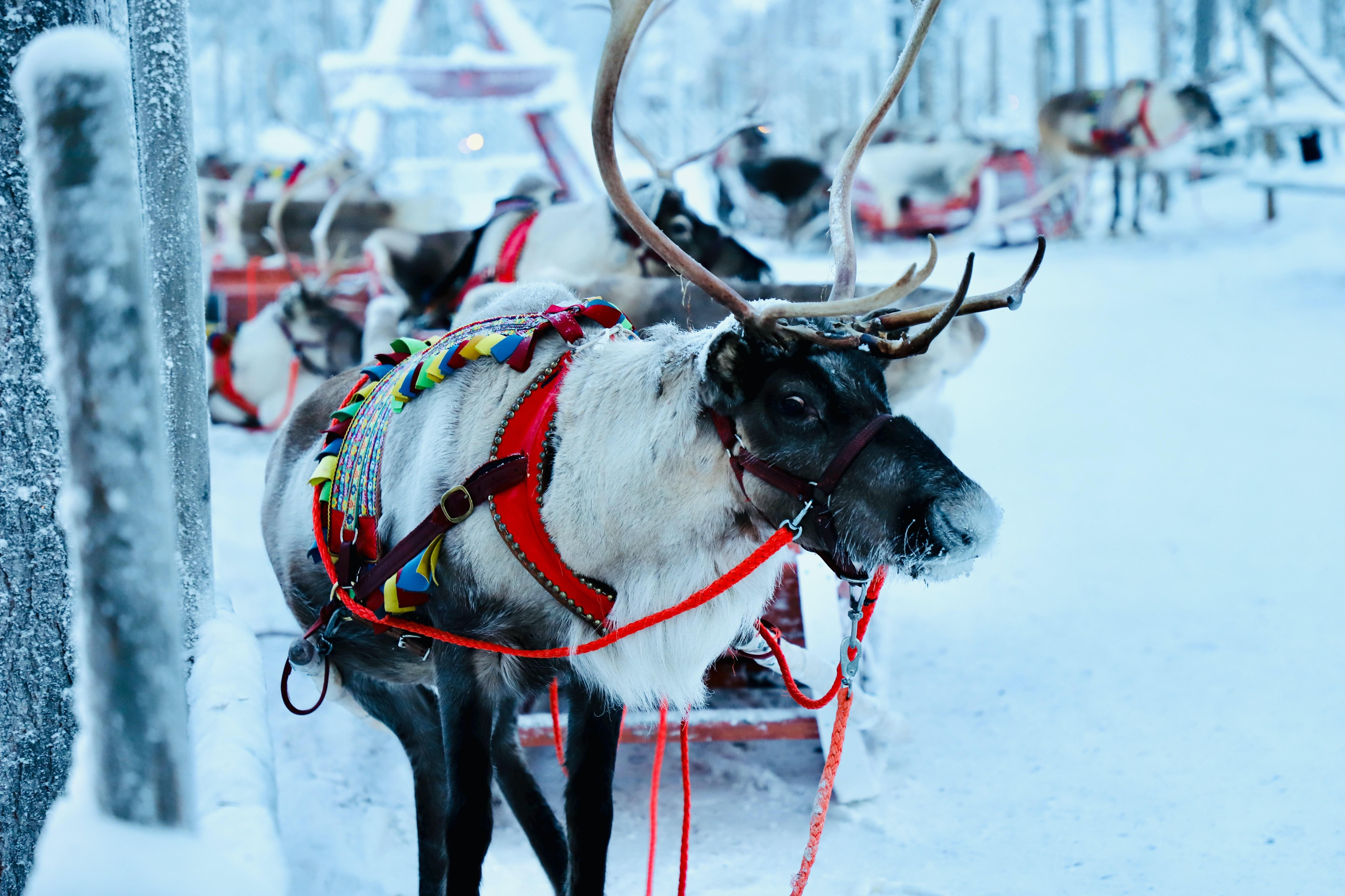 До Лапландії на Новий рік: Windrose анонсувала рейси з Києва - Travel