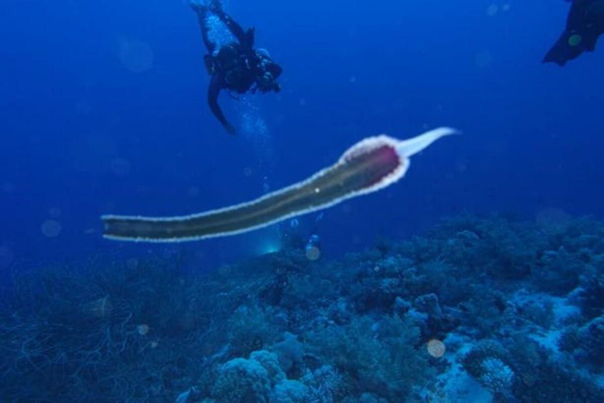 Група дайверів натрапила на інопланетну морську істоту у Єгипті Група дайверів натрапила на інопланетну морську істоту у Єгипті