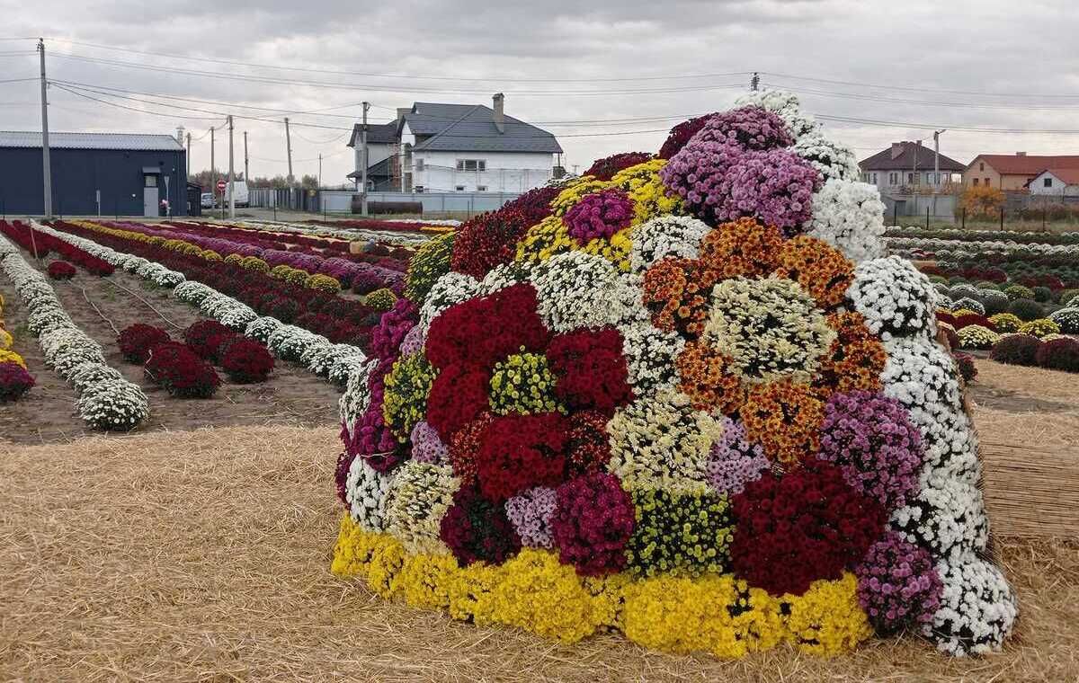 Неподалік Чернівців розквітло хризантемове поле Неподалік Чернівців розквітло хризантемове поле