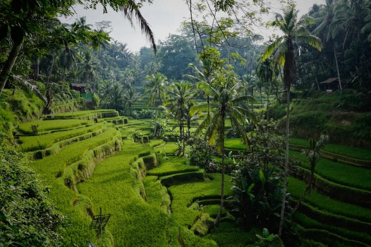 Більше не Джакарта: Індонезія вирішила перенести свою столицю - Travel