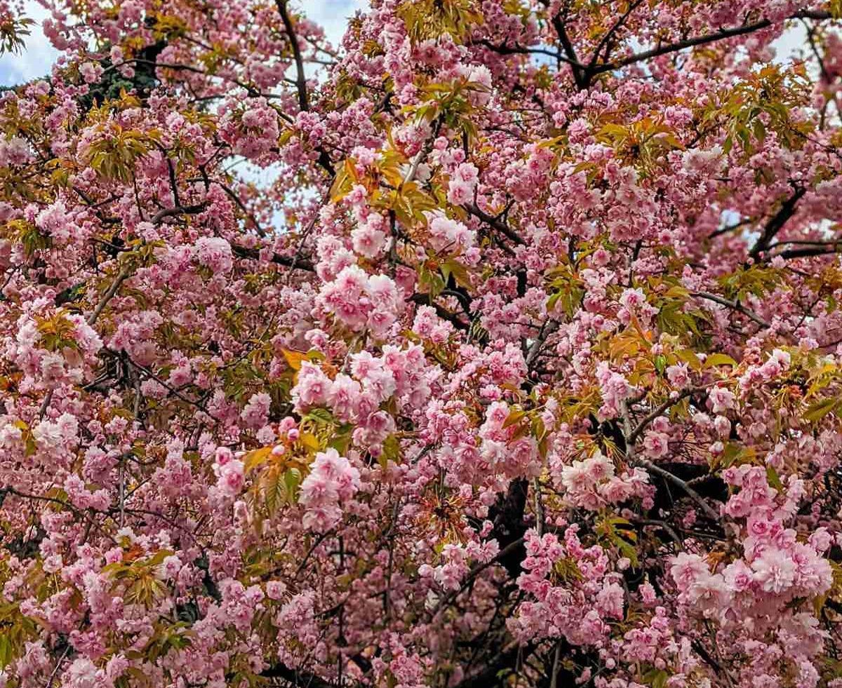 Сакури в Ужгороді 2025 - коли цвітуть і де знаходяться - карта - Travel Сакури в Ужгороді 2025 - коли цвітуть і де знаходяться - карта - Travel