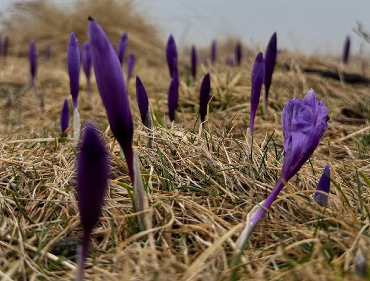 Крокуси Кукул 2025 - у мережі показали відео крокусів у снігу - дорога на Кукул в болоті - Travel Крокуси Кукул 2025 - у мережі показали відео крокусів у снігу - дорога на Кукул в болоті - Travel
