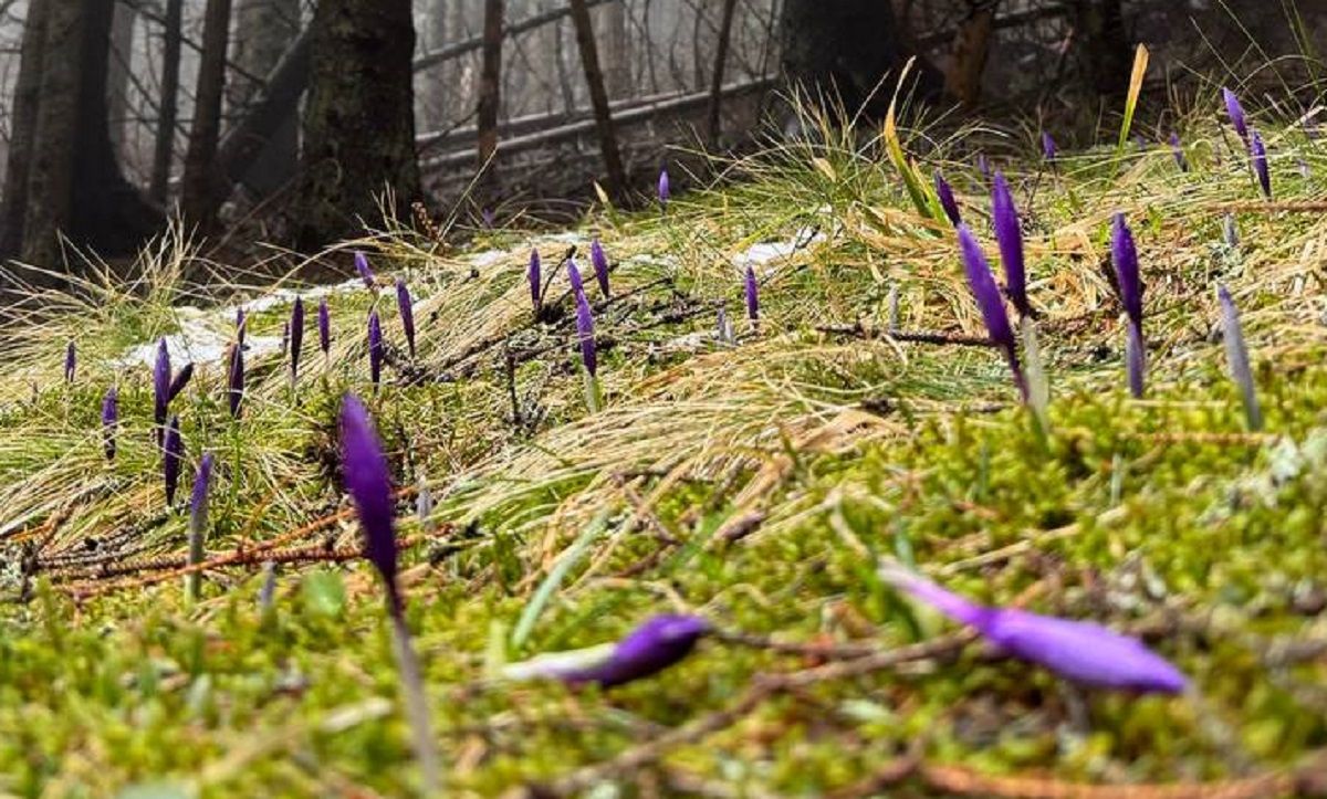 Гора Кукул - як підготуватися до походу в Карпати, щоб побачити цвітіння крокусів - Travel Гора Кукул - як підготуватися до походу в Карпати, щоб побачити цвітіння крокусів - Travel