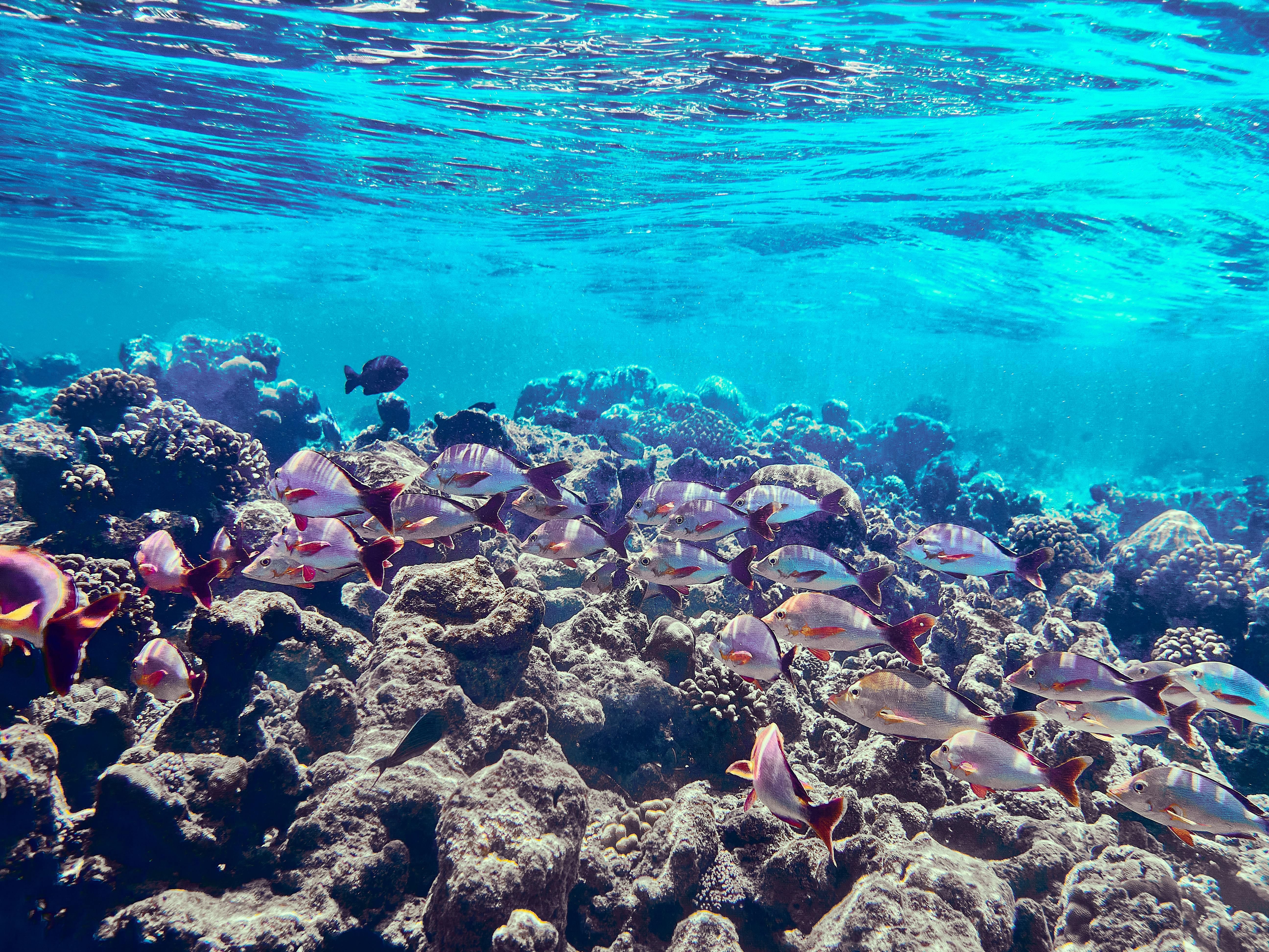 Коли найкраще їхати на море в Єгипет - погода по місяцях Коли найкраще їхати на море в Єгипет - погода по місяцях