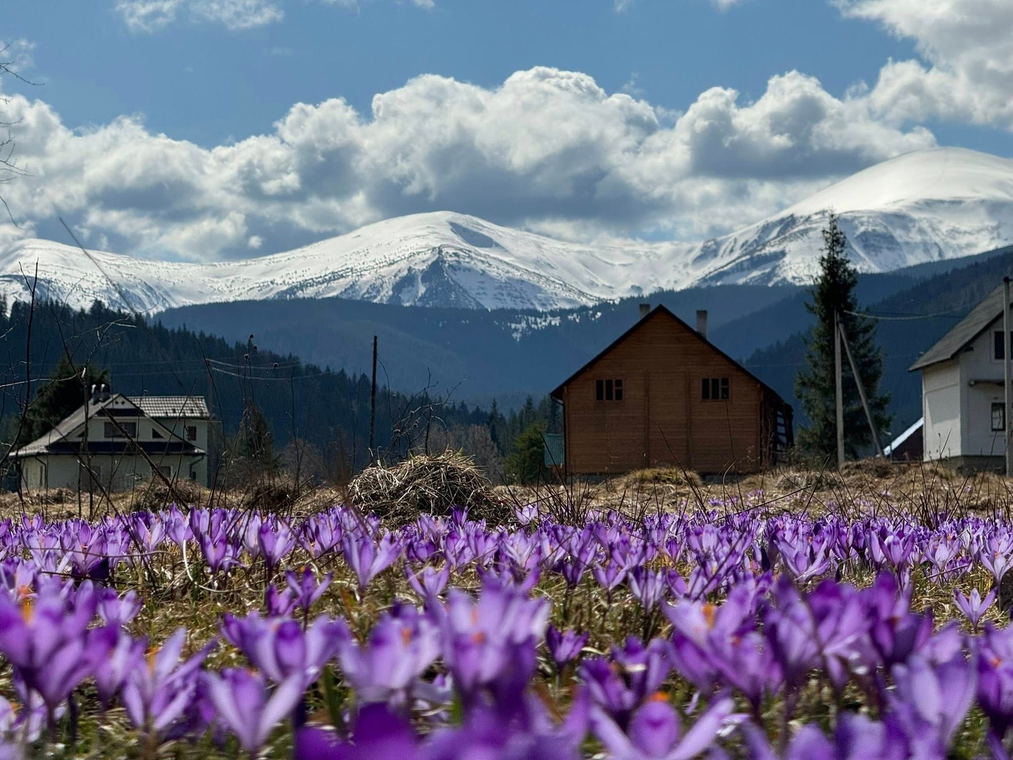 Де цвітуть крокуси в Карпатах - куди поїхати в Карпати на крокуси - Travel Де цвітуть крокуси в Карпатах - куди поїхати в Карпати на крокуси - Travel