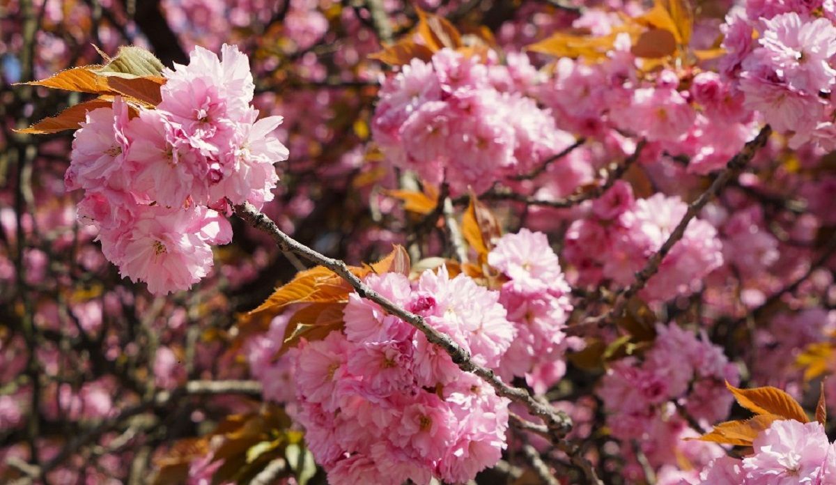 Сакуры в Ужгороде на карте - где находятся сакуры в Ужгороде - Travel Сакуры в Ужгороде на карте - где находятся сакуры в Ужгороде - Travel