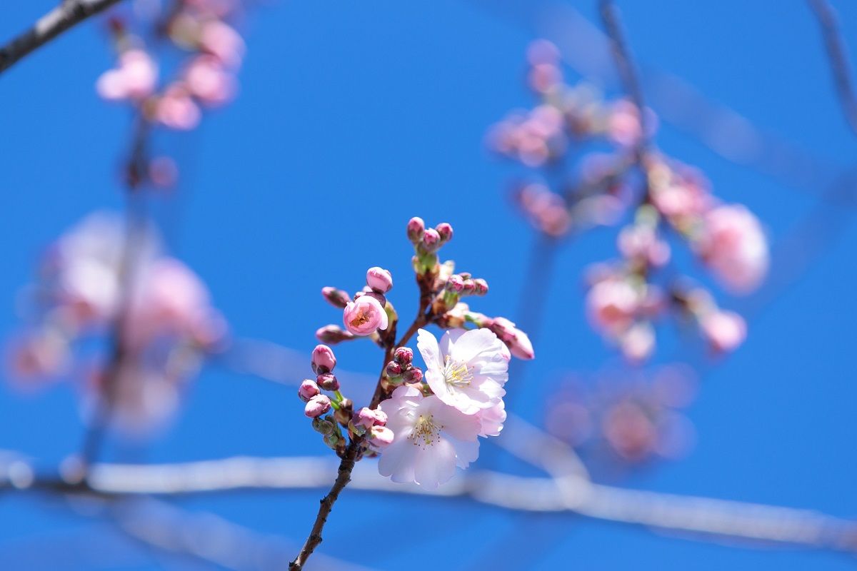 Где есть сакуры в Украине - в каких городах Украины растут сакуры - куда поехать на сакуры - Travel Где есть сакуры в Украине - в каких городах Украины растут сакуры - куда поехать на сакуры - Travel