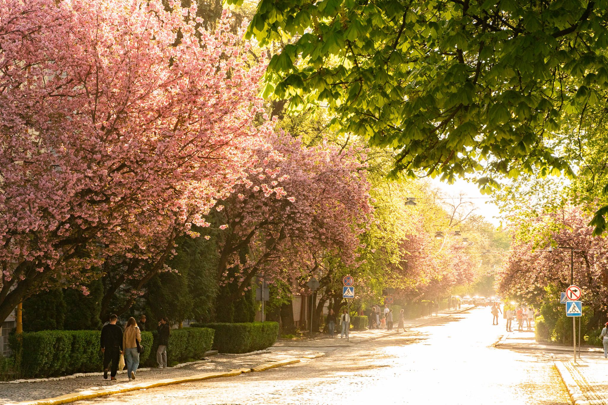 Сакуры в Ужгороде - начался пик цветения сакур - когда ехать в Ужгород на сакуры - Travel Сакуры в Ужгороде - начался пик цветения сакур - когда ехать в Ужгород на сакуры - Travel