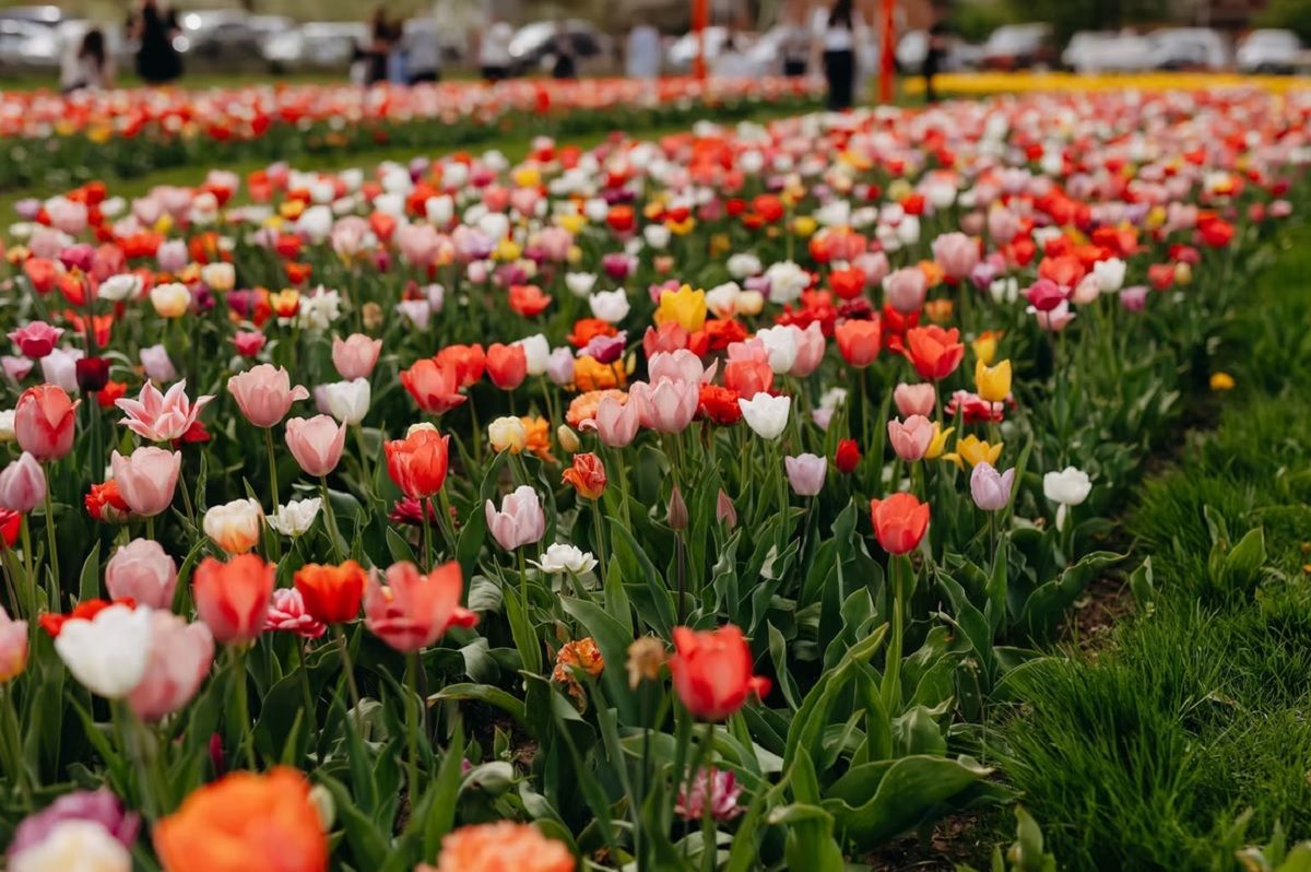 Поле тюльпанов - фото - куда поехать в Украине, чтобы увидеть поле тюльпанов - Travel Поле тюльпанов - фото - куда поехать в Украине, чтобы увидеть поле тюльпанов - Travel