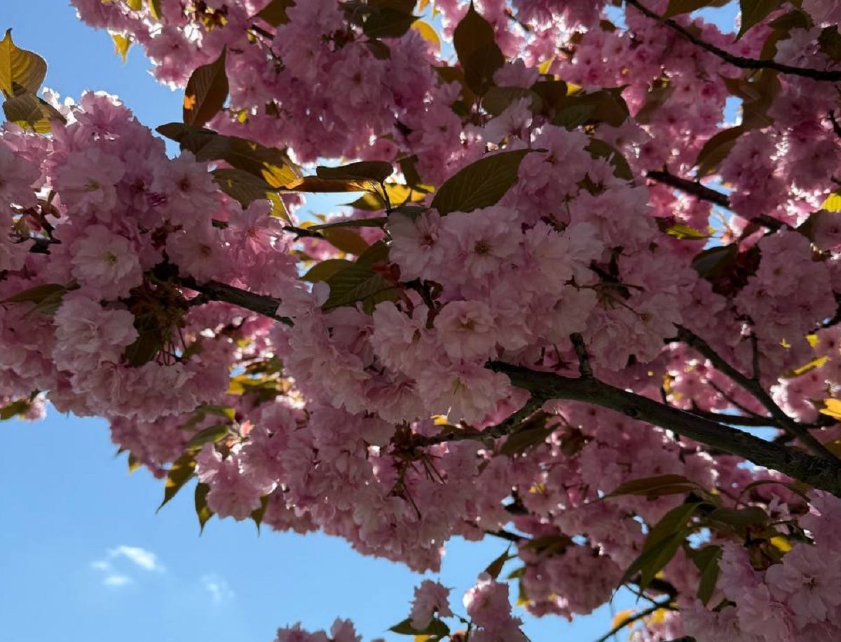 Карта сакур у Львові - куди піти у Львові на сакури - де цвітуть сакури у Львові - Travel