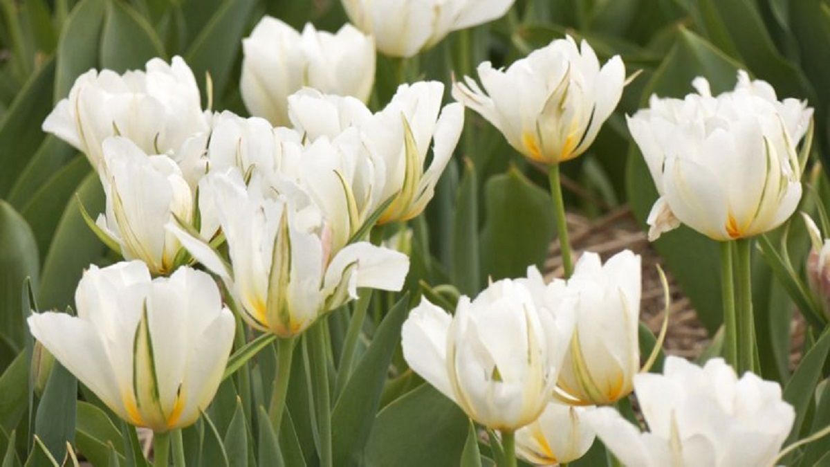 Куди поїхати в Україні на поля тюльпанів - де знаходяться поля тюльпанів в Україні - Travel Куди поїхати в Україні на поля тюльпанів - де знаходяться поля тюльпанів в Україні - Travel