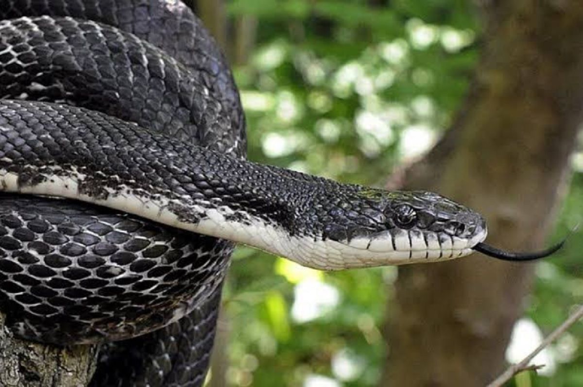 Чем опасен остров Кеймада-Гранди