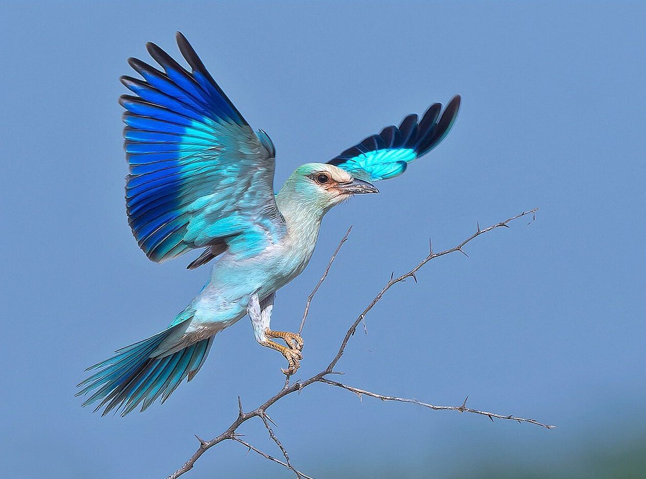 Тузлівські лимани - у заповідник на Одещині прилетіли рідкісні птахи - Travel Тузлівські лимани - у заповідник на Одещині прилетіли рідкісні птахи - Travel