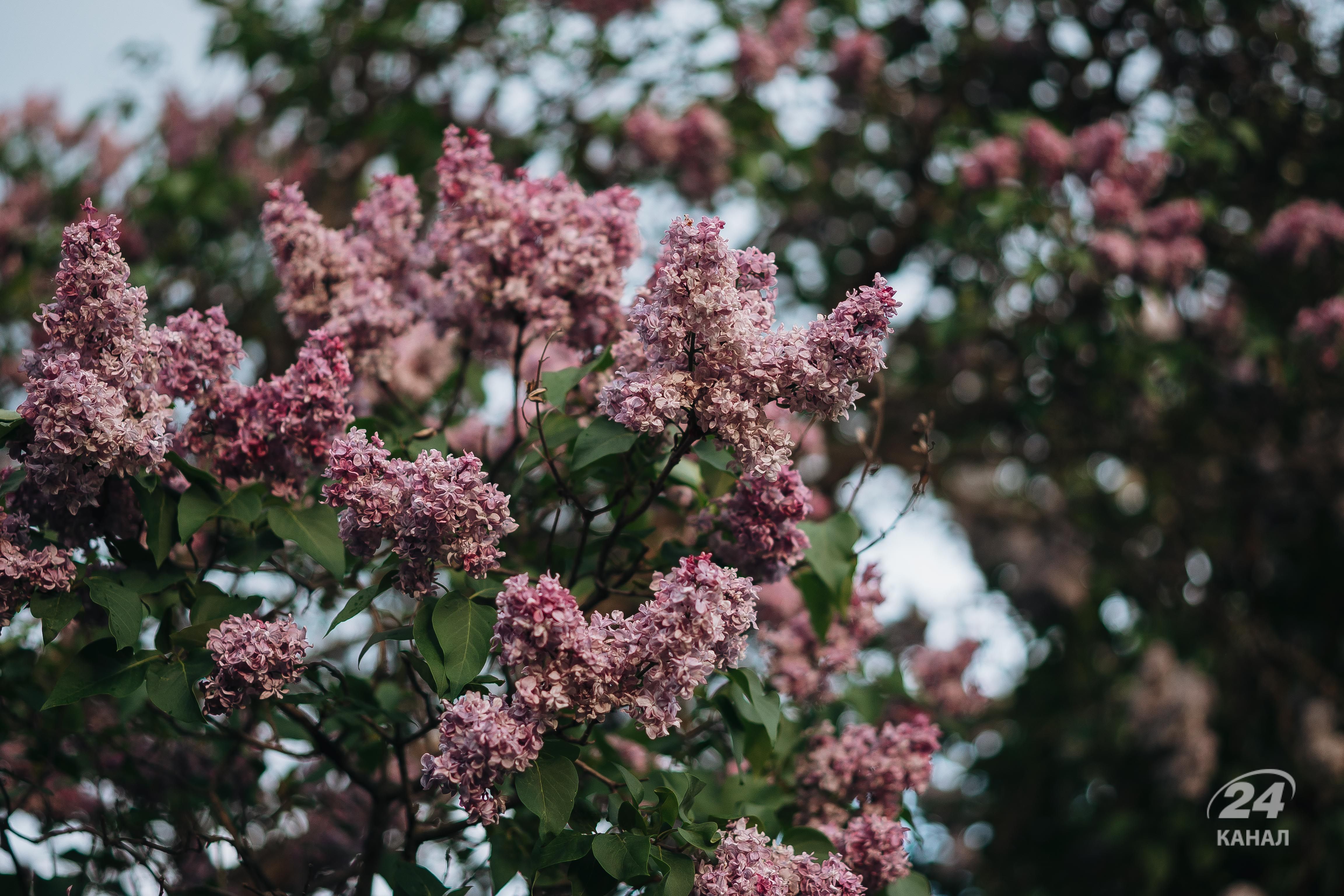 Где погулять в Киеве весной - куда пойти в Киеве погулять сегодня - Travel Где погулять в Киеве весной - куда пойти в Киеве погулять сегодня - Travel