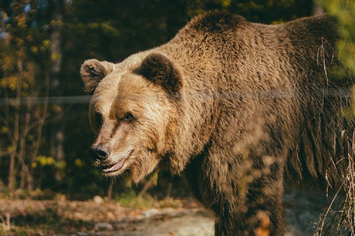 Які хижі тварини мешкають в Україні - який найсильніший хижак на території України - Travel Які хижі тварини мешкають в Україні - який найсильніший хижак на території України - Travel
