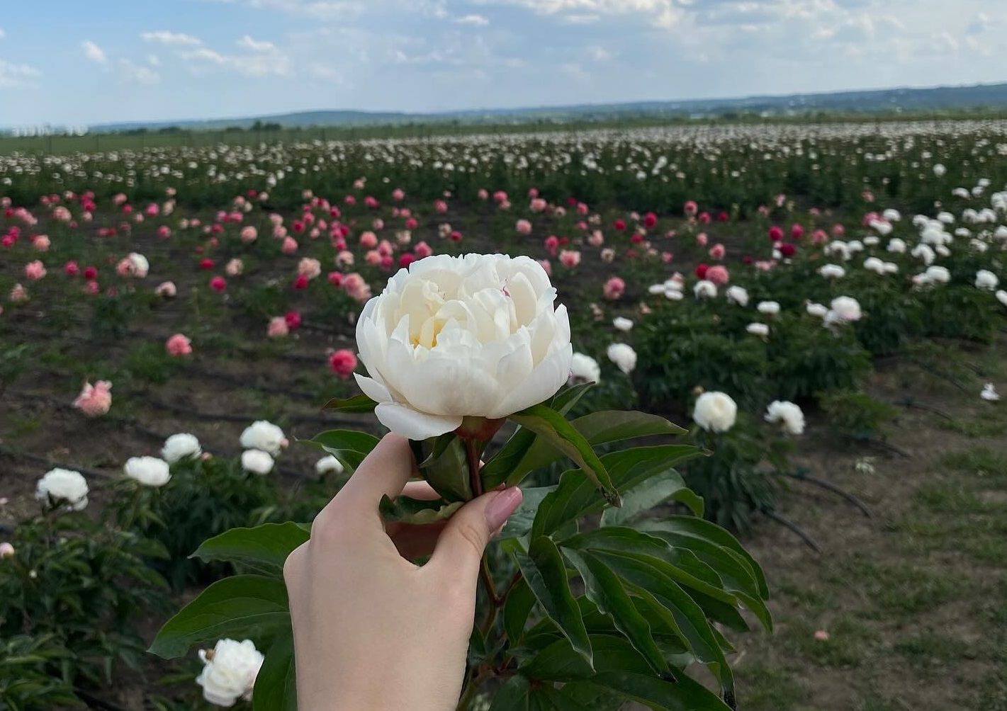 Найбільше поле півоній в України 2025 - де знаходиться поле півоній - дата відкриття - Travel Найбільше поле півоній в України 2025 - де знаходиться поле півоній - дата відкриття - Travel