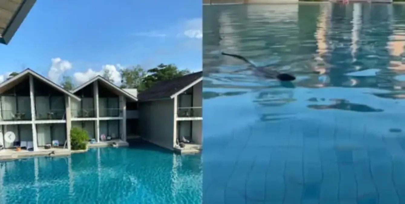 Туристка в Таїланді знімала чудове відео про відпочинок, але його дехто перервав - Travel Туристка в Таїланді знімала чудове відео про відпочинок, але його дехто перервав - Travel