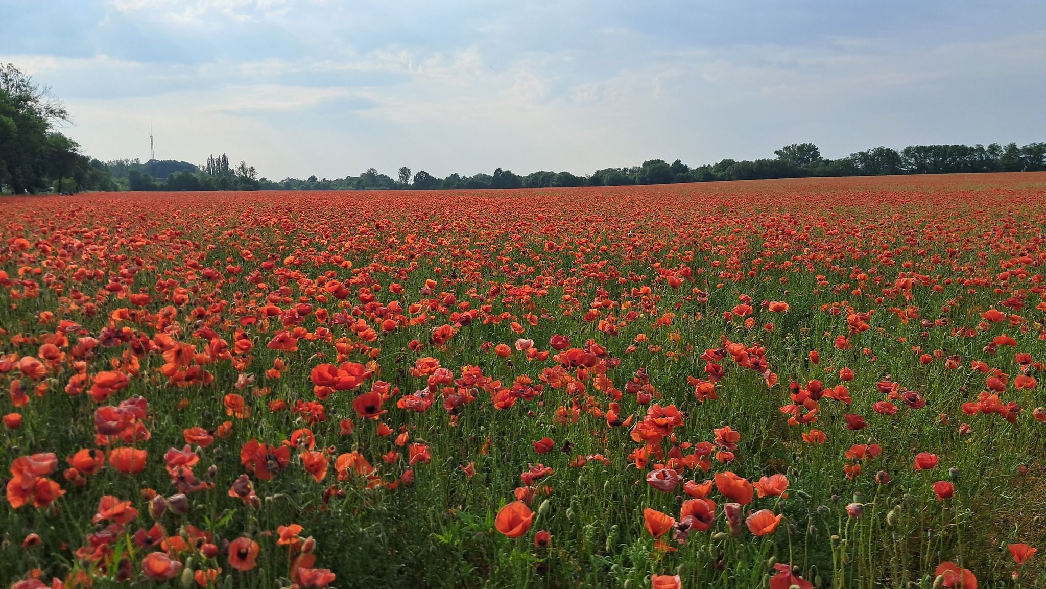 Макове поле в Україні - у Чернівецькій області розквітло макове поле - Travel Макове поле в Україні - у Чернівецькій області розквітло макове поле - Travel