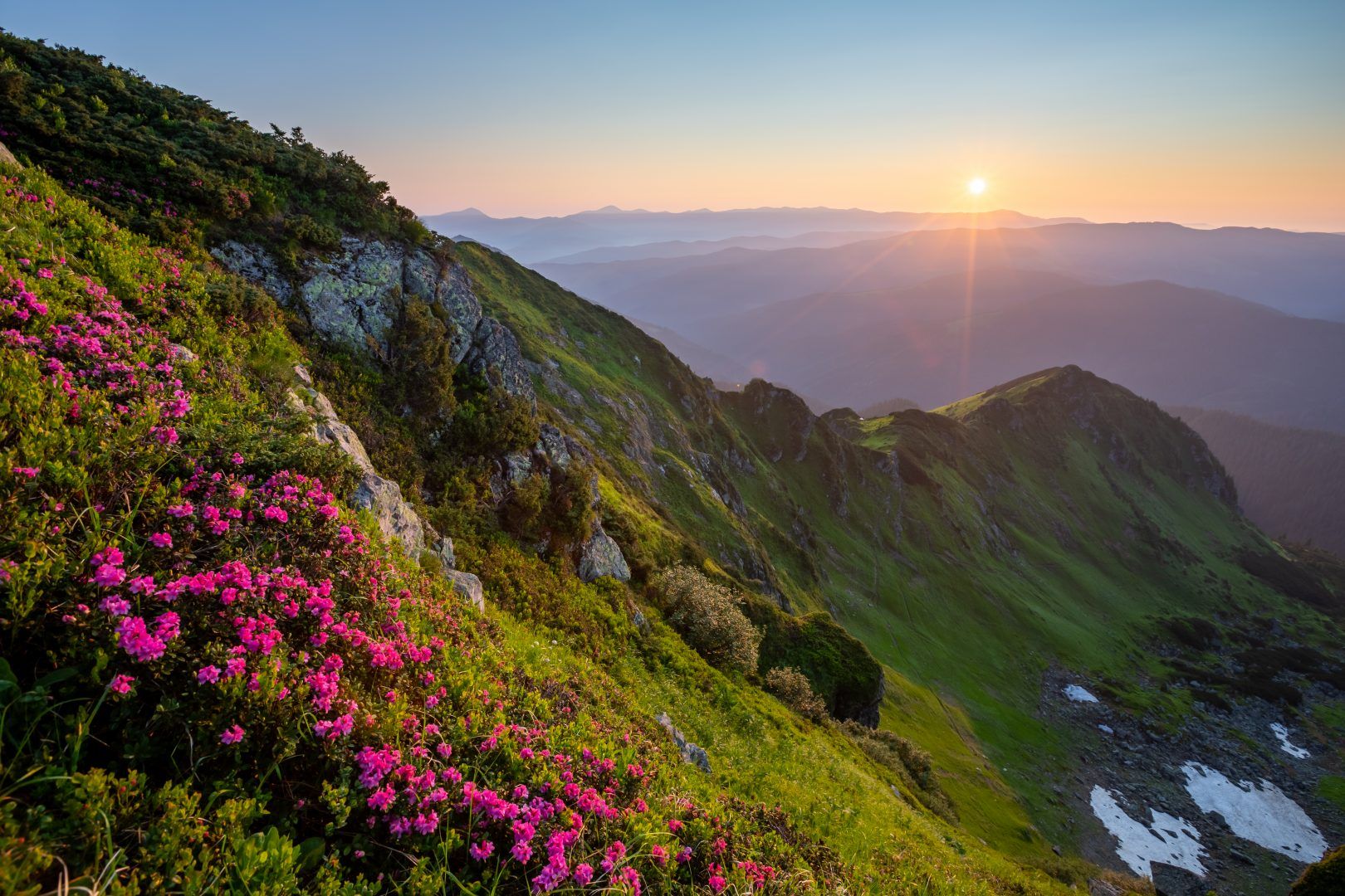 Де в Карпатах цвіте червона рута - перелік маршрутів у горах, де росте червона рута - Travel Де в Карпатах цвіте червона рута - перелік маршрутів у горах, де росте червона рута - Travel
