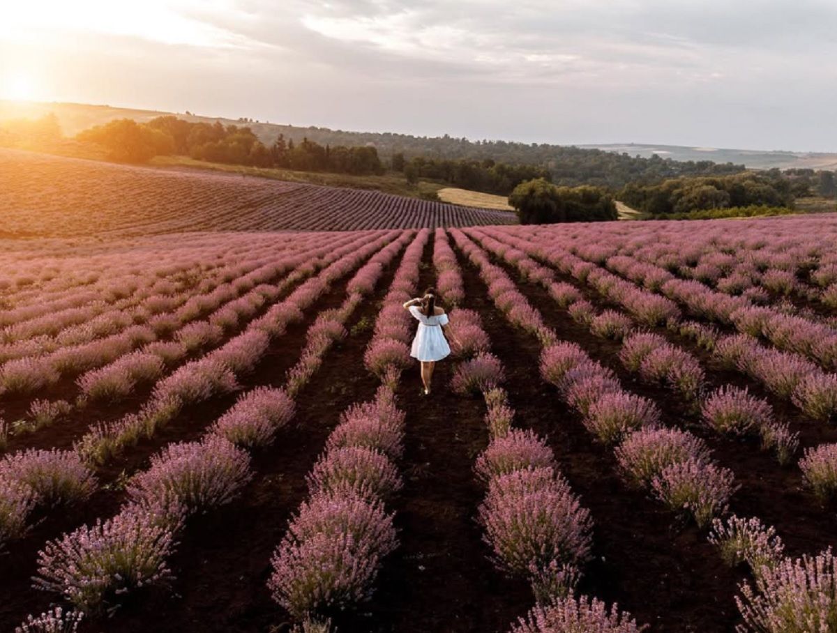 Возле Черновцов откроют лавандовое поле - где в Украине увидеть лавандовое поле - Travel Возле Черновцов откроют лавандовое поле - где в Украине увидеть лавандовое поле - Travel