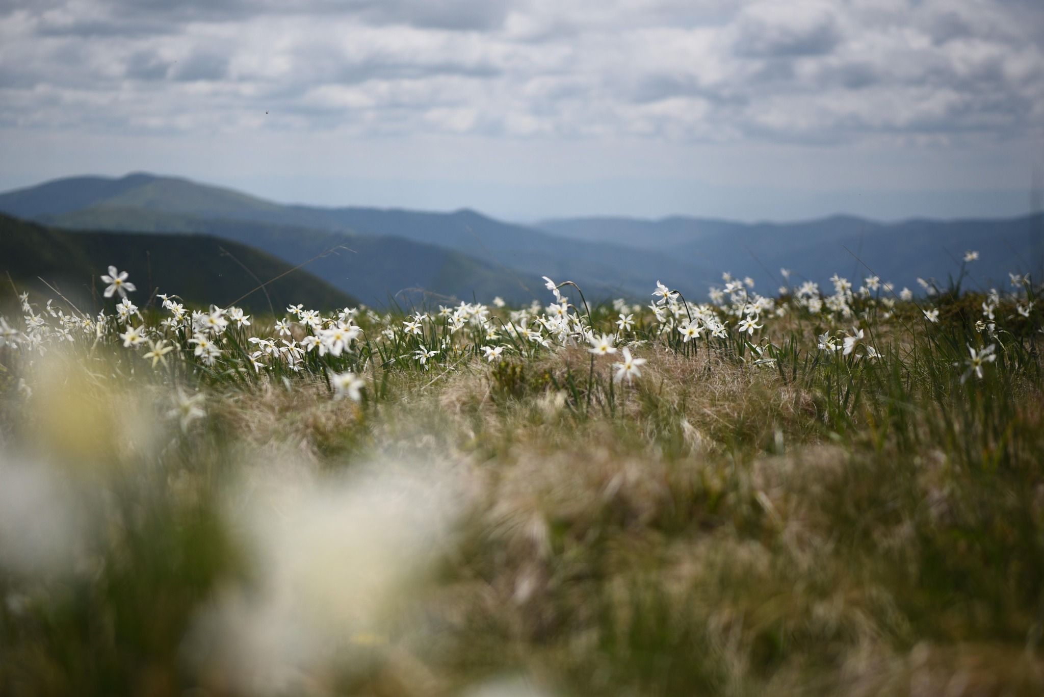 В Карпатах цветут дикие нарциссы - где в горах увидеть цветение нарциссов - Travel В Карпатах цветут дикие нарциссы - где в горах увидеть цветение нарциссов - Travel