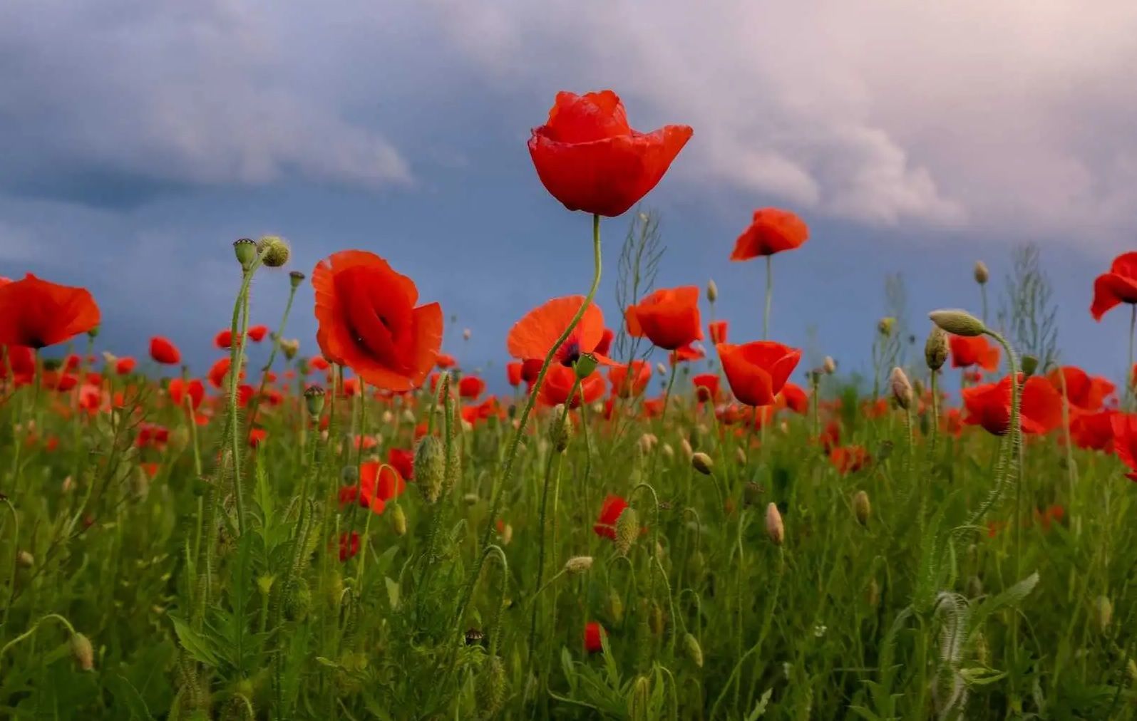 Возле Львова зацвело маковое поле - где возле Львова увидеть цветение маков - Travel