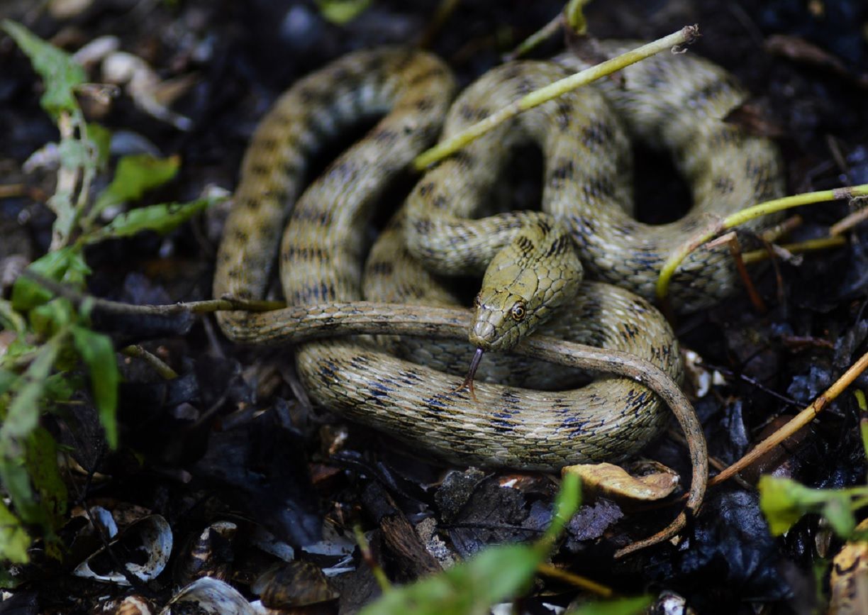 Змії які живуть у воді в Україні - що робити, якщо побачив змію у воді - Travel Змії які живуть у воді в Україні - що робити, якщо побачив змію у воді - Travel