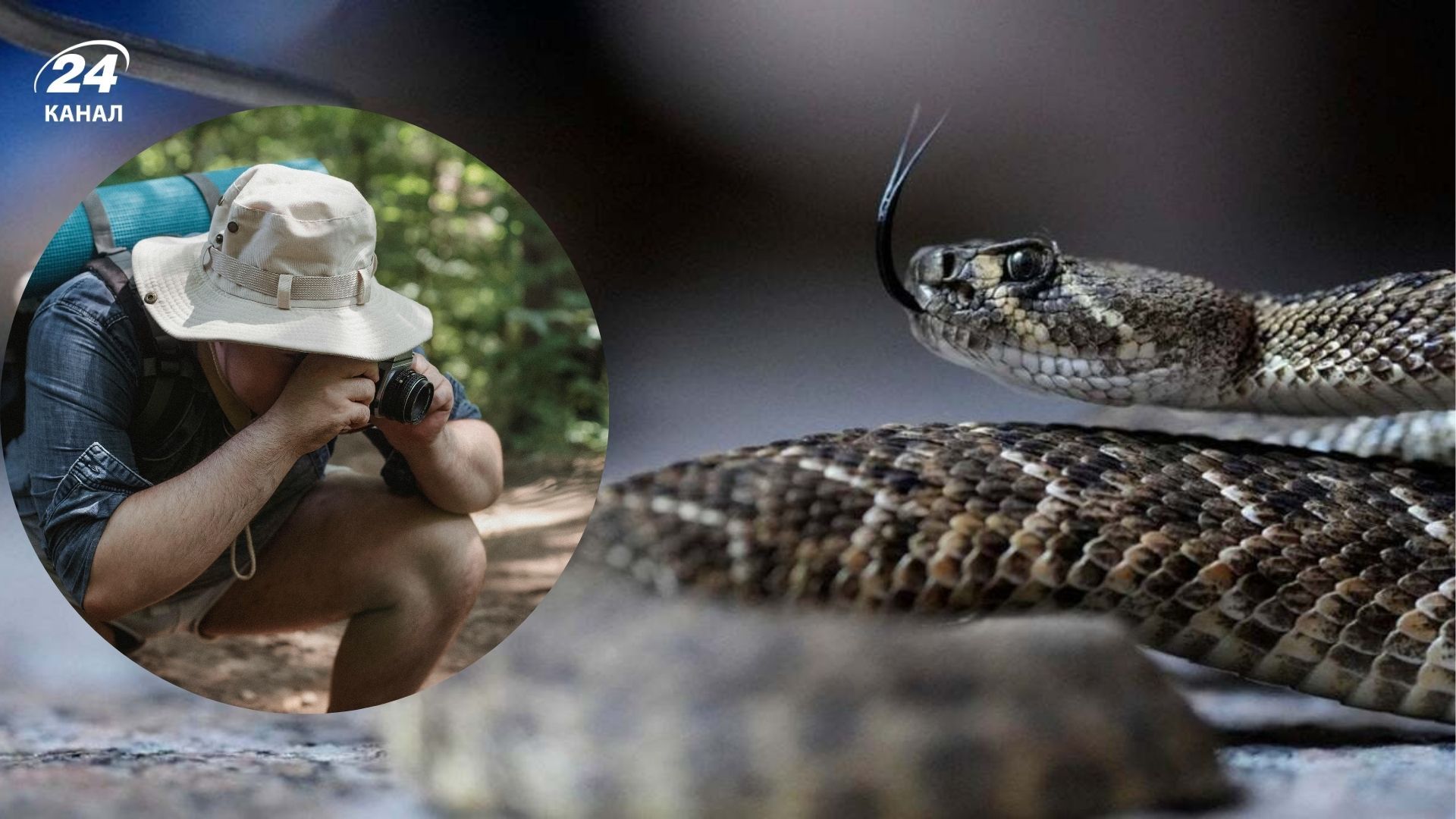 Как отличить ужа от гадюки и что делать при укусе и что делать при укусе