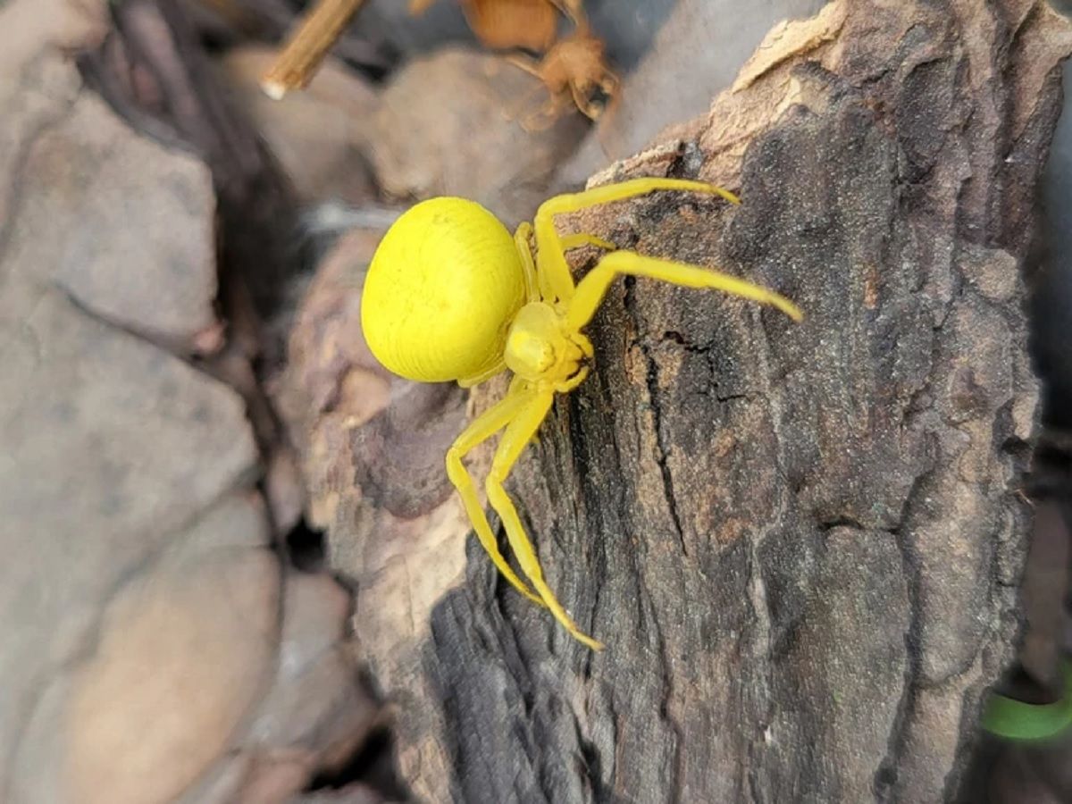 Какие ядовитые пауки есть на территории Украины - Travel Какие ядовитые пауки есть на территории Украины - Travel