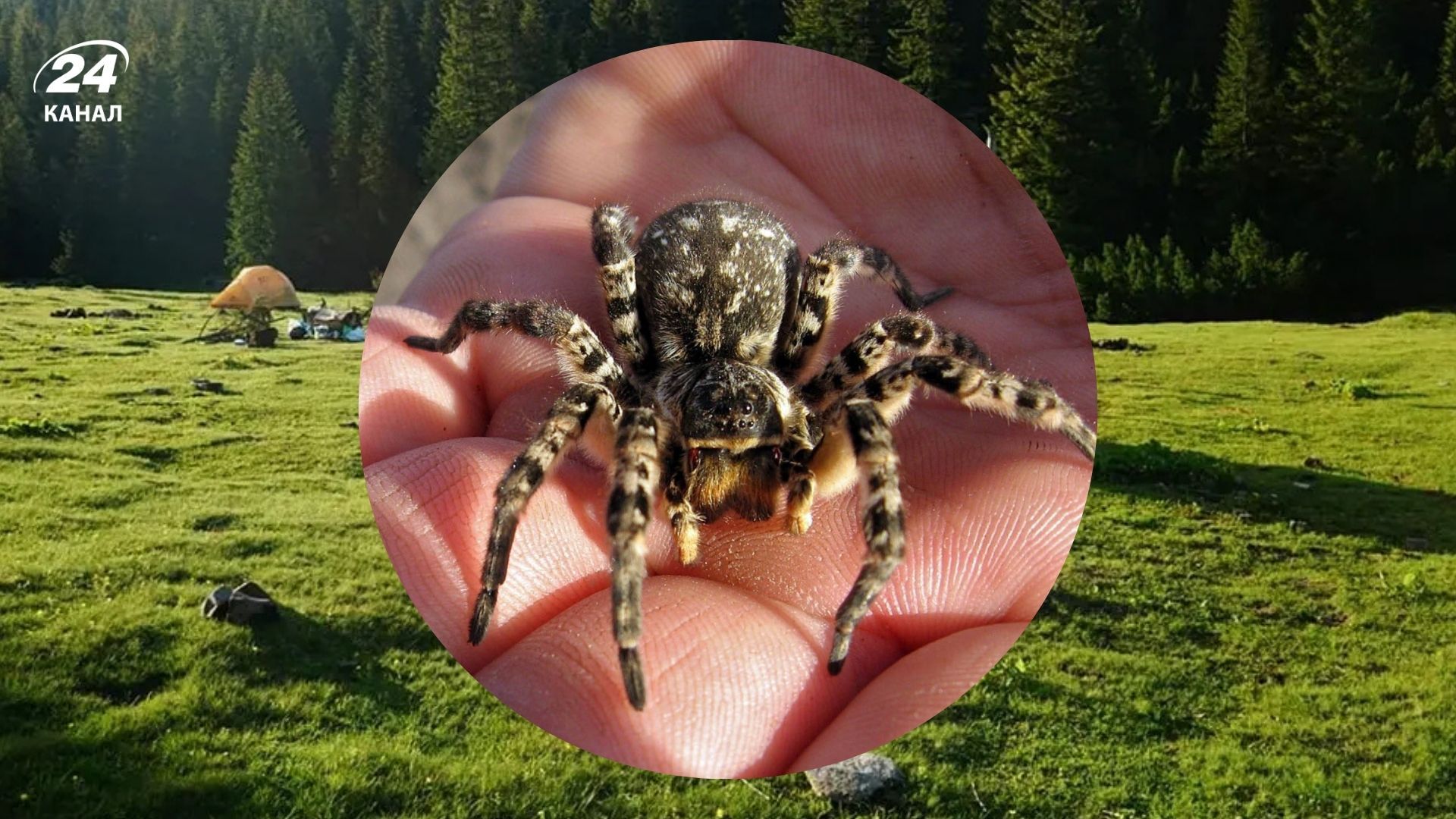 Отруйні павуки в Карпатах - який мають вигляд і чим загрожують Отруйні павуки в Карпатах - який мають вигляд і чим загрожують