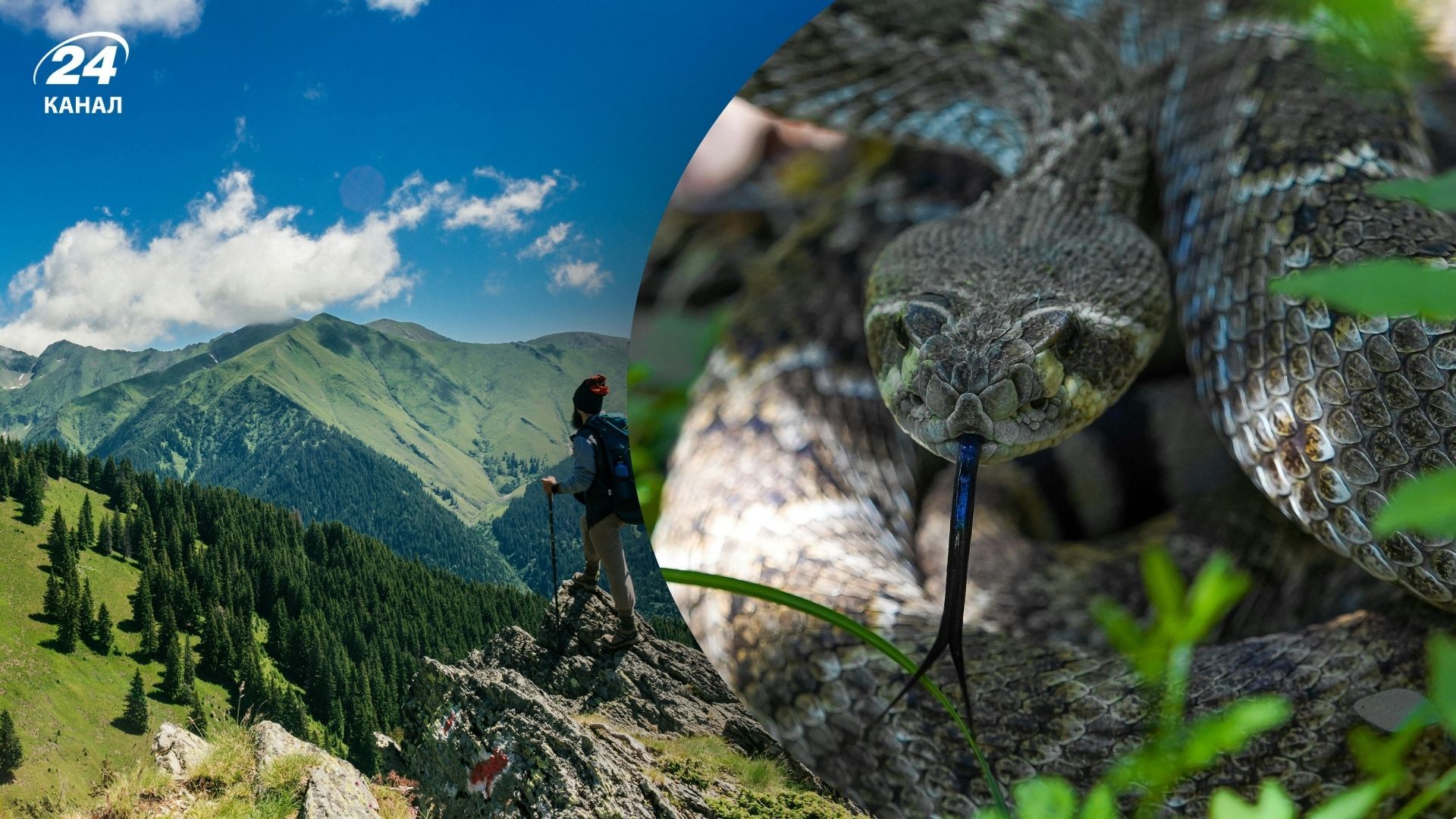 Какие змеи есть в Карпатах и нужно ли их бояться Какие змеи есть в Карпатах и нужно ли их бояться
