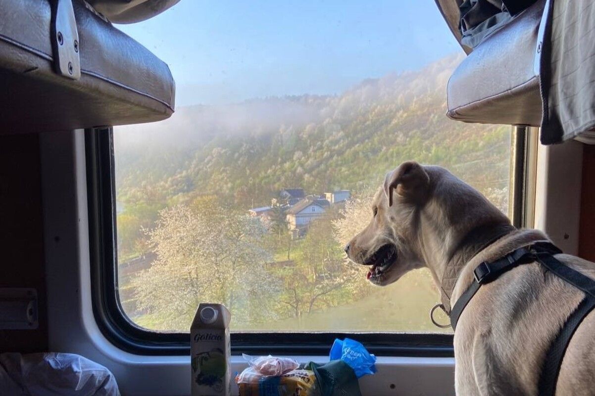 Перевозка животных в поездах - Укрзализныця изменила правила - Travel Перевозка животных в поездах - Укрзализныця изменила правила - Travel