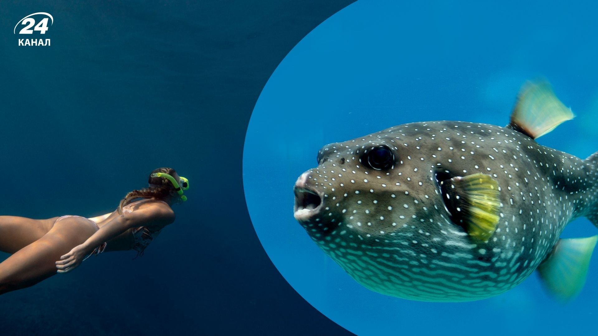 Отруйні риби - 5 красивих, але небезпечних риб - як виглядают і де живуть - Travel