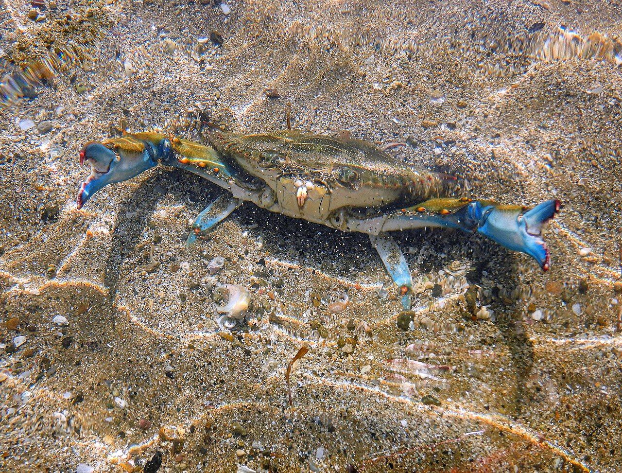 Голубой краб появился Черном море - что известно и угрожает ли людям на море - Travel Голубой краб появился Черном море - что известно и угрожает ли людям на море - Travel