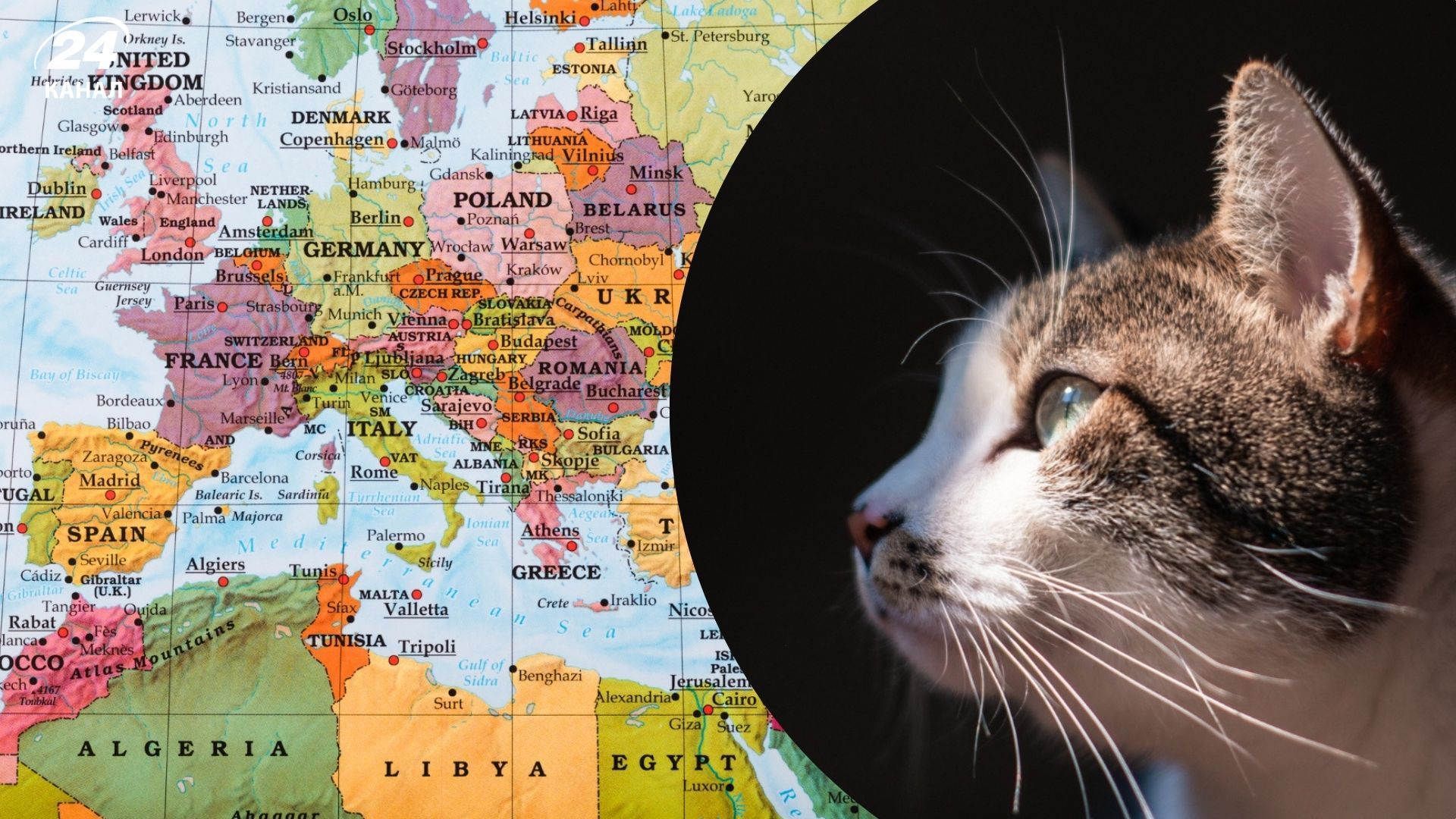 Коти у Європі - де найбільше котів у ЄС, 3 країни і цікава статистика - Travel Коти у Європі - де найбільше котів у ЄС, 3 країни і цікава статистика - Travel