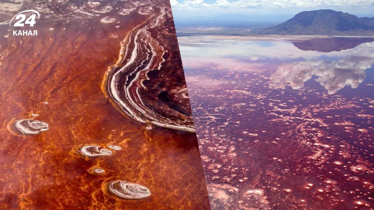 Озеро Натрон здатне перетворити тварин на камінь Озеро Натрон здатне перетворити тварин на камінь