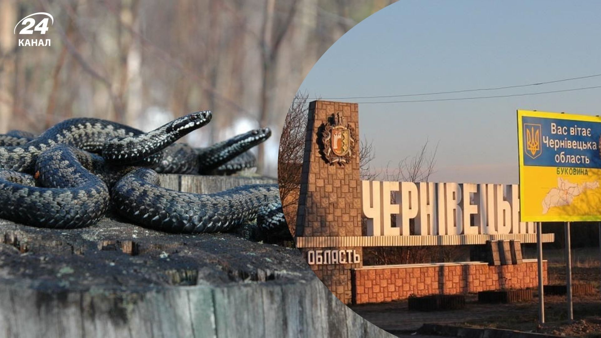 Змії у Чернівецькій облаті - які є види, які отруйні, як відрізнити - Travel Змії у Чернівецькій облаті - які є види, які отруйні, як відрізнити - Travel