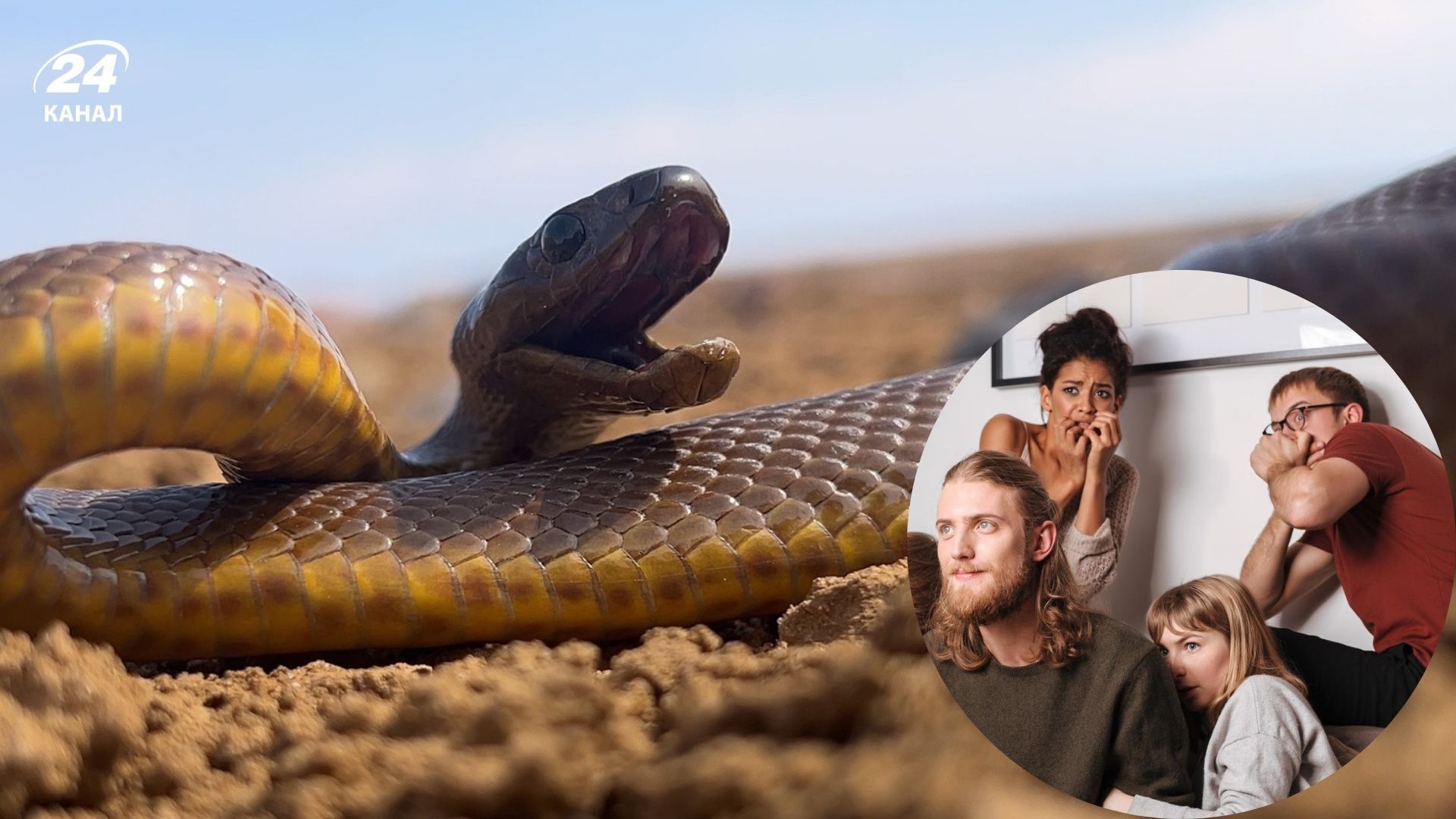 Де живе найотруйніша змія у світі - тайпан Маккоя або материковий тайпан - Travel