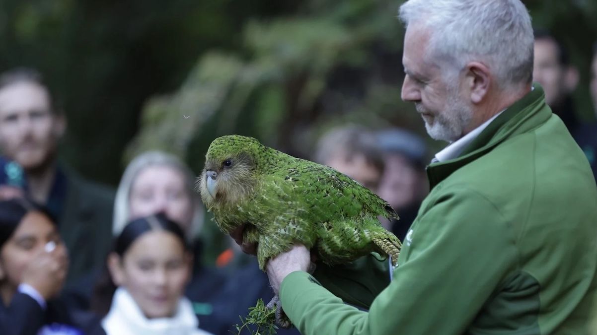 Папуга какапо - унікальні факти про птаха, який не літає і пахне квітами - Travel