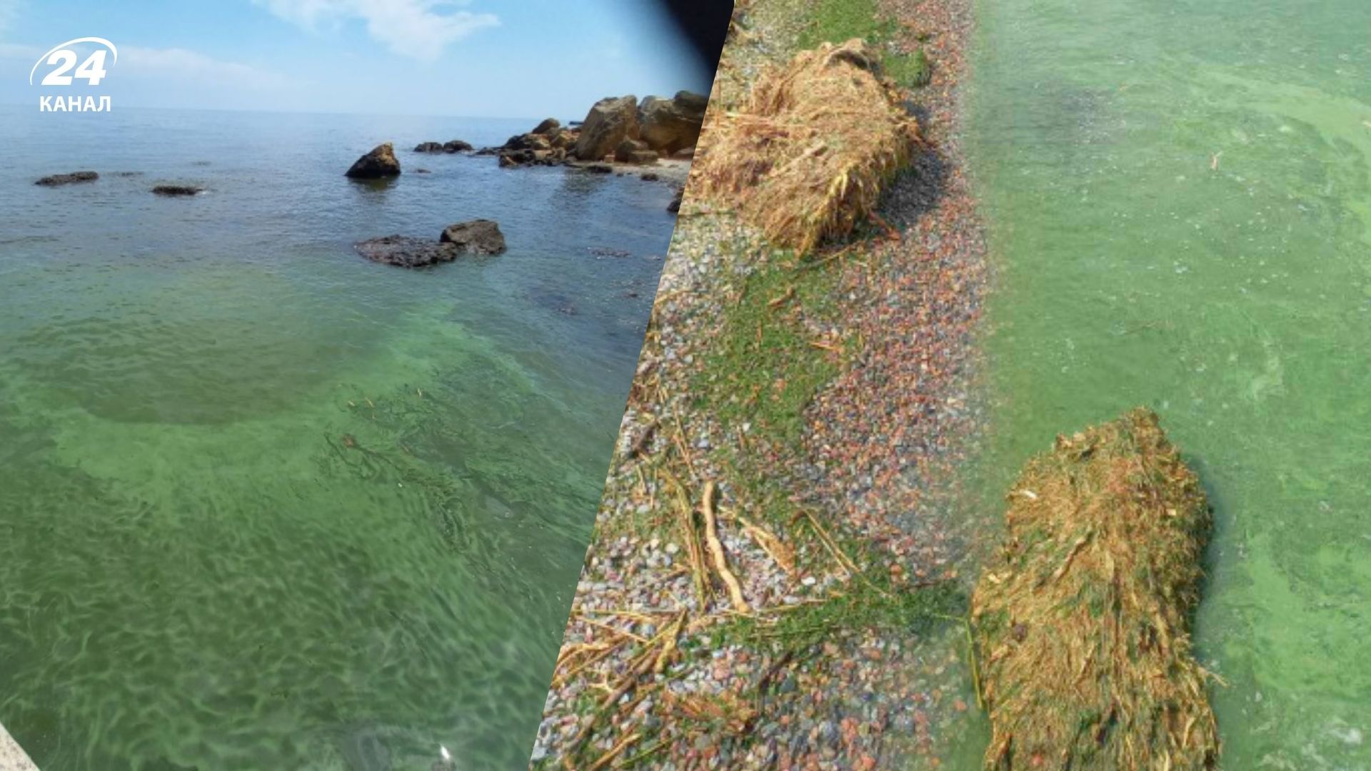 Море в Одесі стало зеленим, чому цвіте море в Одесі, чи можна купатися - Travel